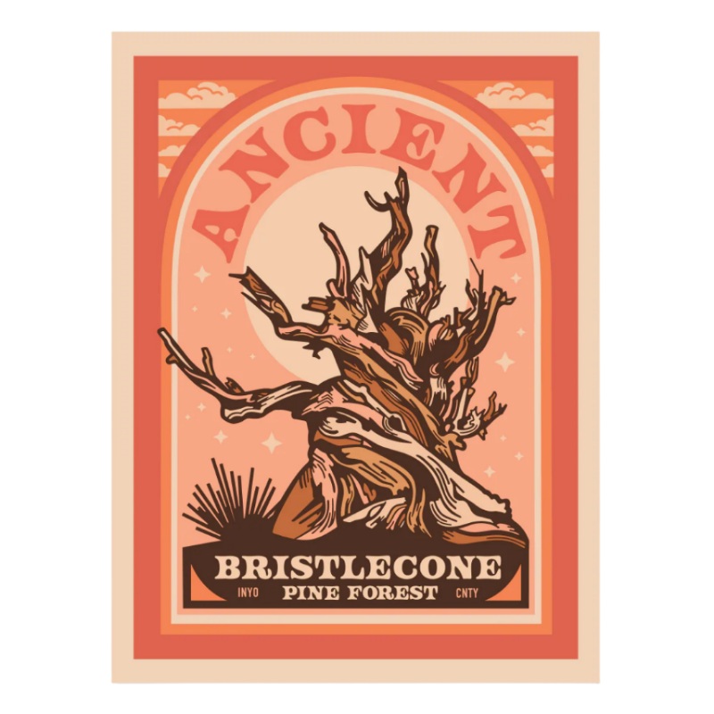 Ancient Bristlecone Pine Forest Poster