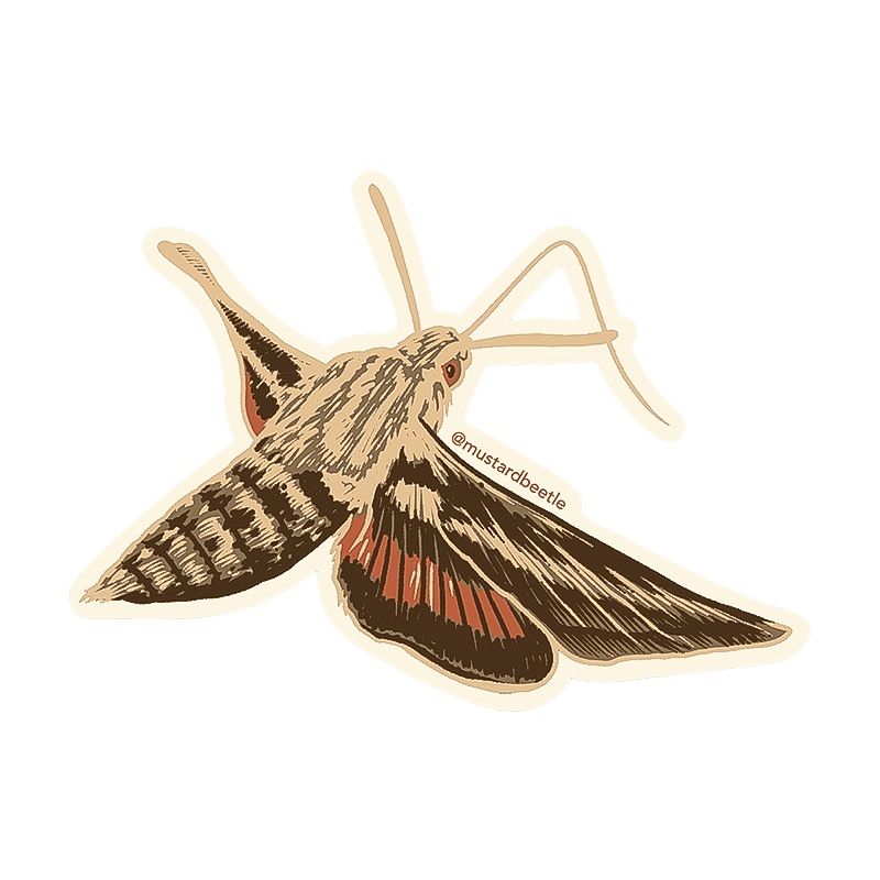 White Lined Sphinx Moth 3" Vinyl Sticker